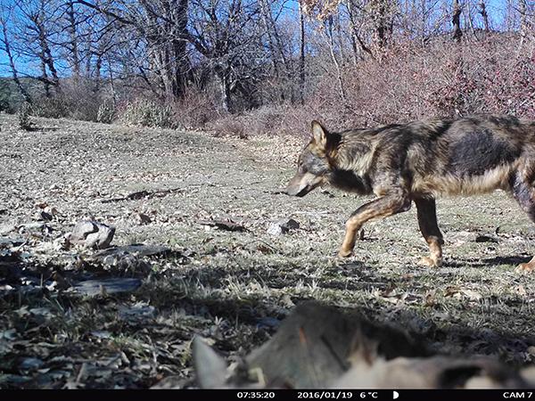 Imagen de fototrampeo de un lobo ibérico, realizada en la provincia de Guadalajara a principios de 2016. En el pelaje del animal se aprecia que está afectado por sarna (foto: Andrés Alonso).

