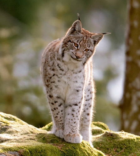 Un lince europeo observa desde un roca en el interior de un bosque (foto: Wolfgang Kruck / Shutterstock).