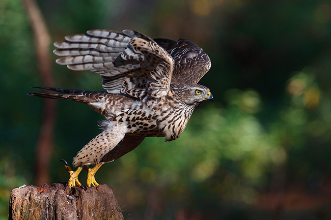 Un ejemplar juvenil de azor común echa a volar desde su posadero dentro de un bosque (foto: Shutterstock/ Henk Bogaard).

