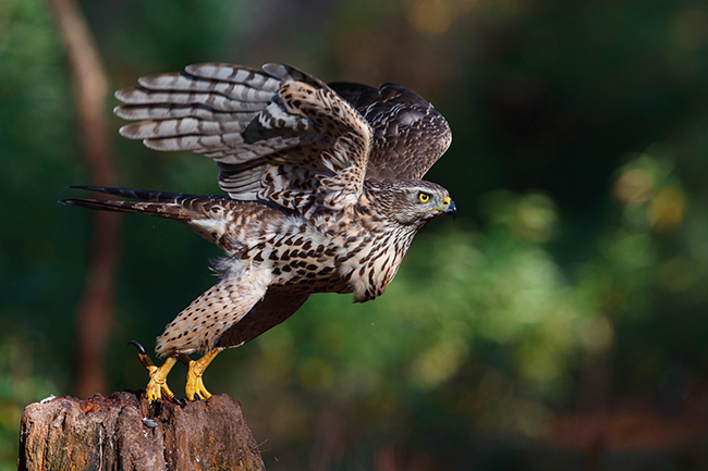 Un ejemplar juvenil de azor común echa a volar desde su posadero dentro de un bosque (foto: Shutterstock/ Henk Bogaard).

