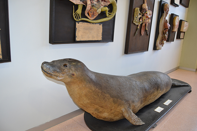 Magnífico ejemplar de foca monje (probablemente una hembra) conservado en el IES Alfonso X (Murcia). Se trajo de Cartagena en 1881 y estaba mal clasificada como foca común o vitulina (foto: Juan Jiménez).