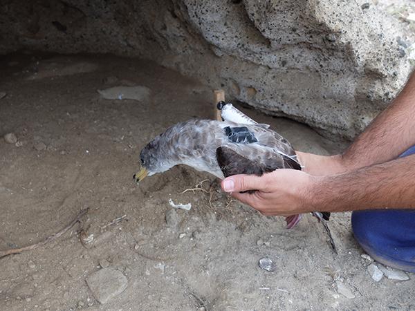 Detalle de un GPS adherido a las plumas del dorso de una pardela cenicienta en las islas Columbretes (Castellón). Foto: Raül Ramos.

