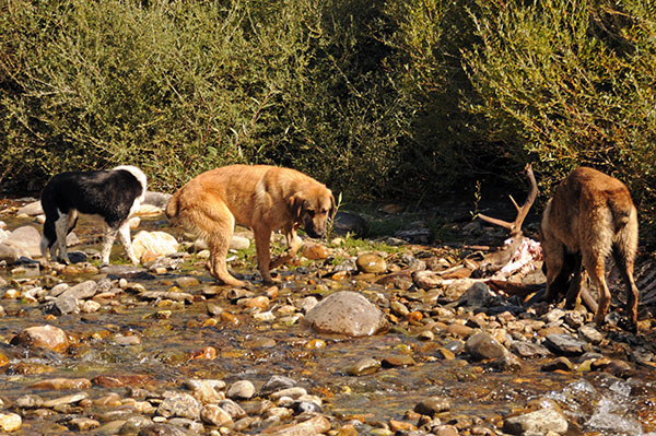 Varios perros incontrolados se alimentan de los restos de un ciervo en la montaña leonesa de Riaño (foto: Jorge Echegaray).

