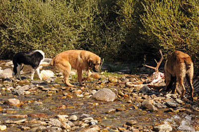 Varios perros incontrolados se alimentan de los restos de un ciervo en la montaña leonesa de Riaño (foto: Jorge Echegaray).

