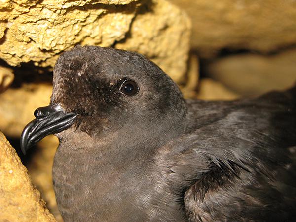 Primer plano de paíño europeo, en el que destacan los tubos nasales sobre el pico, muy característicos de los procellariformes, orden del cual forma parte esta especie (foto: Miguel Gomila).

