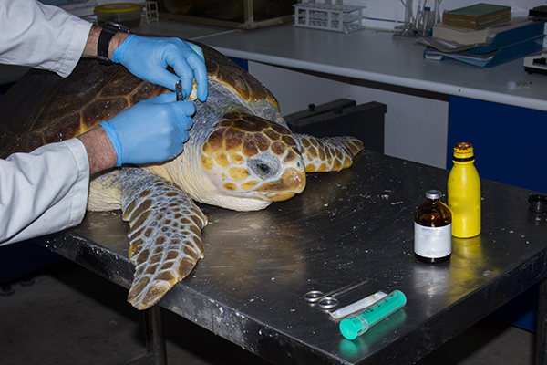 Una tortuga boba es objeto de tratamiento veterinario (foto: José F. Piñatel).

