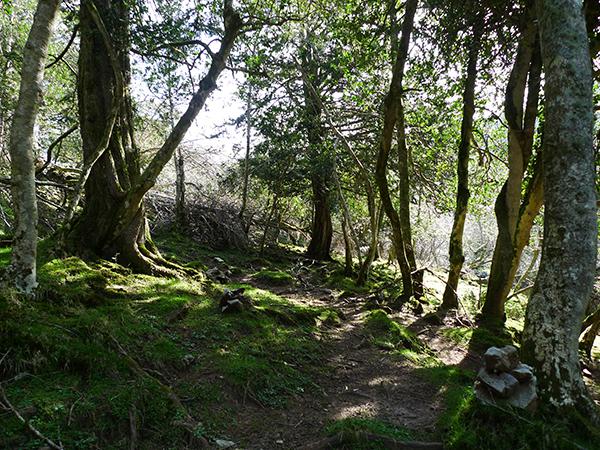 Zona de las Tejedas del Sueve (Asturias) por donde transcurre anualmente el trail del Sueve (foto: Ignacio Abella).

