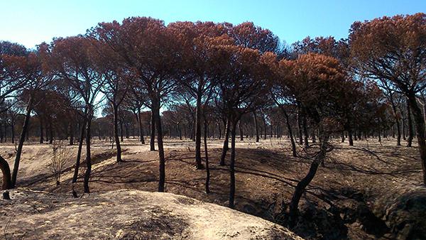 Pinos piñoneros calcinados en el incendio de junio de 2017 en Doñana (foto: Vicente Jurado).

