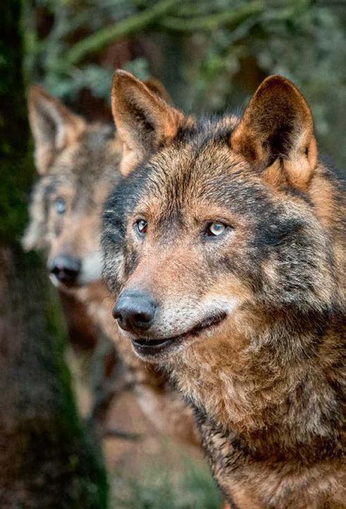 Pareja de lobos ibéricos (foto: Ramón Carretero).