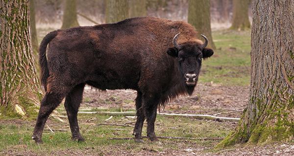 El bisonte europeo acapara un buen número de proyectos de rewilding (foto: Michael Gäbler / Wikicommons).