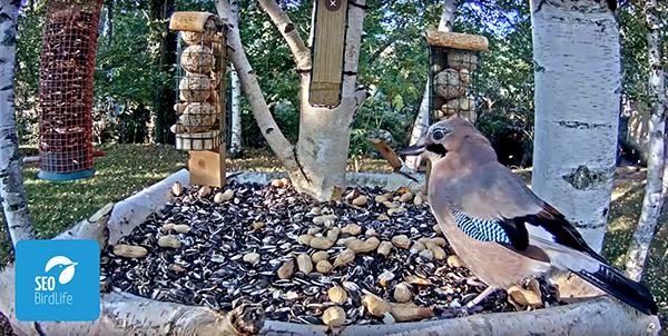 Arrendajo en el comedero de aves del valle de Lozoya (Madrid) donde SEO/BirdLife ha instalado una webcam