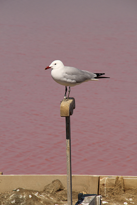 Gaviota de Audouin anillada y reavistada en las salinas de la Trinitat, en el delta del Ebro (foto: Daniel Oro).