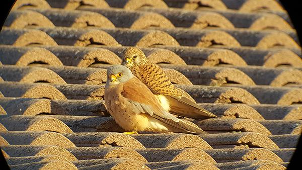 Pareja de cernícalo primilla que cría en la casa de uno de los autores, en Rus (Jaén). Esta colonia se formó tras un proyecto de reintroducción en este municipio (foto: SIE CE).