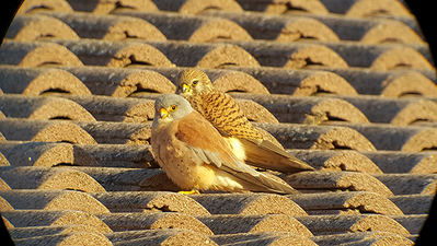 Pareja de cernícalo primilla que cría en la casa de uno de los autores, en Rus (Jaén). Esta colonia se formó tras un proyecto de reintroducción en este municipio (foto: SIE CE).