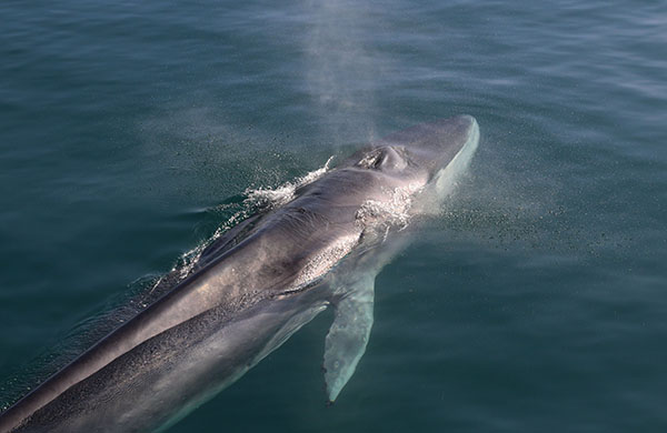 El rorcual común es una de las especies más significativas del Corredor de Migración de Cetáceos creado en el Mediterráneo (foto: Gorka Ocio).