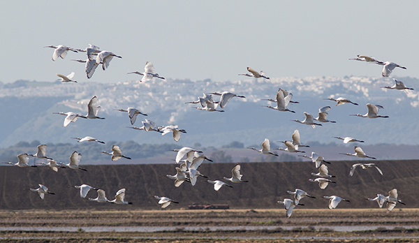 Un bando de espátulas sobrevuela una zona de arrozales de la antigua laguna de la Janda, en la provincia de Cádiz (foto: Manuel Moreno).