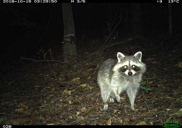 Mapache en una imagen de fototrampeo subida a eMammal (foto: D. C. Wildlife Project).