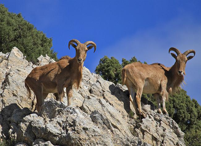 Dos hembras de arruí en Sierra Espuña (foto: Sergio Eguía).