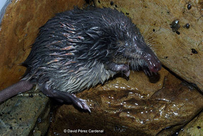 Desmán ibérico capturado durante uno de los muestreos hidrobiológicos realizados por LIFE+ Desmania en la provincia de León (foto: David Pérez Cardenal).