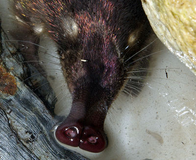 Detalles de la trompa y la cola de un desmán ibérico capturado en un río leonés durante los estudios derivados de LIFE+ Desmania (fotos: David Pérez / Wikicommons).

