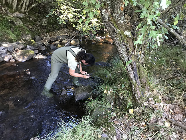 Una Agente Medioambiental busca indicios de presencia de desmán ibérico en un río de la provincia de León (foto: LIFE+ Desmania).