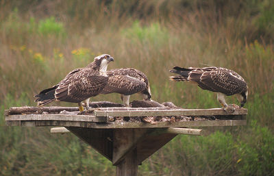 Tres de los pollos traslocados desde Escocia hasta el País Vasco se alimentan en un cebadero de la Reserva de la Biosfera de Urdaibai (foto: Urdaibai Bird Center).