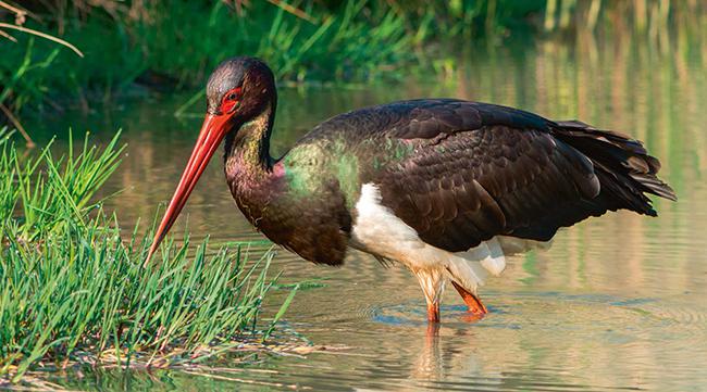 Una cigüeña negra busca posibles presas en un humedal (foto: Marek R. Swadzba).