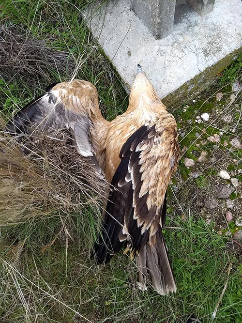 El águila imperial 'Iris' yace electrocutada junto al apoyo de un tendido eléctrico de Paredes de Escalona (Toledo). Foto: Juan José Iglesias / Grefa.

