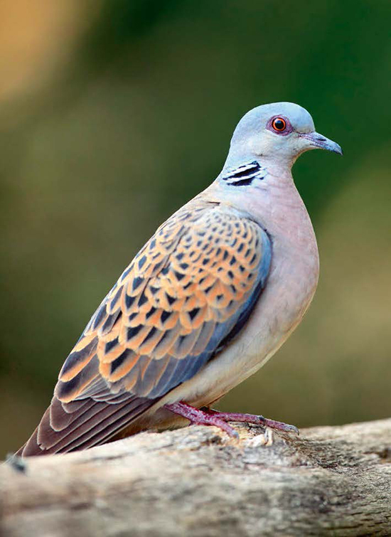 Una tórtola europea reposa sobre un posadero (foto: Karel Bartik / Shutterstock)


