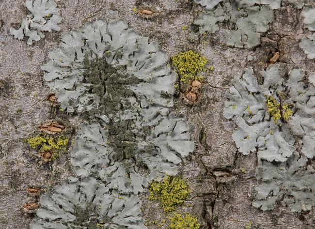 Phaeophyscia orbicularis es una especie de líquen que puede vivir en zonas con alta contaminación en Madrid (foto: Sergio Pérez Ortega).

