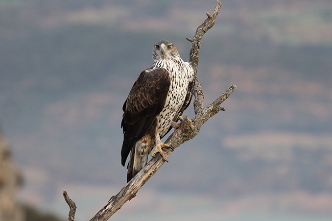 Un águila perdicera adulta observa desde su posadero en la rama seca de un árbol (foto: Antonio Herrero).