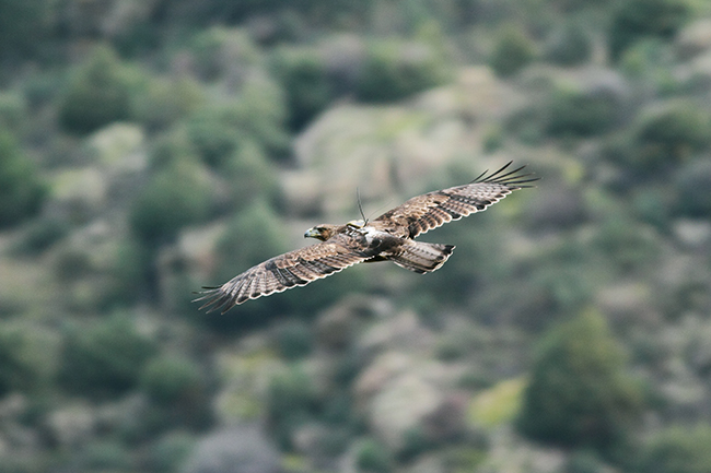 El águila perdicera Haza, liberada en 2014 en la Sierra Oeste de Madrid, vuela con su emisor GPS visible en el dorso (foto: Sergio de la Fuente / Grefa).

