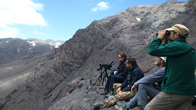 Varios expedicionarios buscan quebrantahuesos desde un punto de observación en el Alto Atlas (Marruecos). Foto: Pedro Antonio Jódar.

