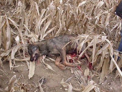 El cadáver de un lobo ibérico yace en un maizal tras ser abatido (foto: ASCEL).