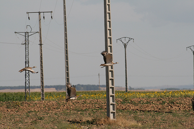 Varias avutardas vuelan entre los apoyos de tendidos eléctricos de la comarca de La Moraña (Ávila). Foto: David García.

