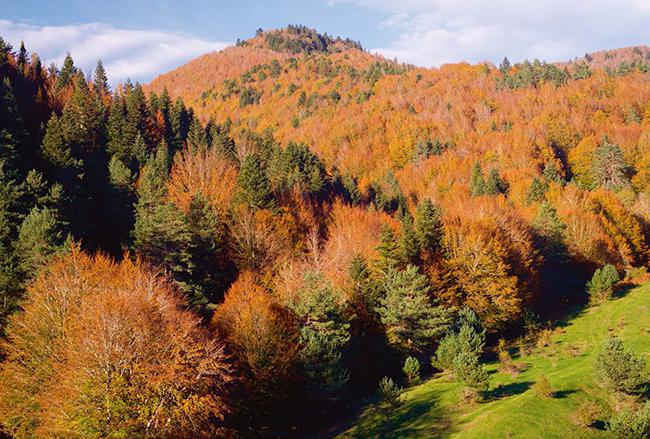 Panorámica otoñal de la selva de Irati, uno de los bosques emblemáticos del Pirineo navarro (foto: pedrosala / Shutterstock).

