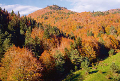 Panorámica otoñal de la selva de Irati, uno de los bosques emblemáticos del Pirineo navarro (foto: pedrosala / Shutterstock).

