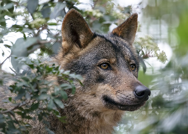 Primer plano de un lobo ibérico (foto: KarSol / Shutterstock).

