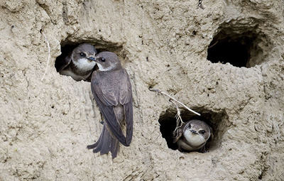 Aviones zapadores en sus nidos, horadados en un talud (Kasperczak-Bohdan / Shutterstock).

