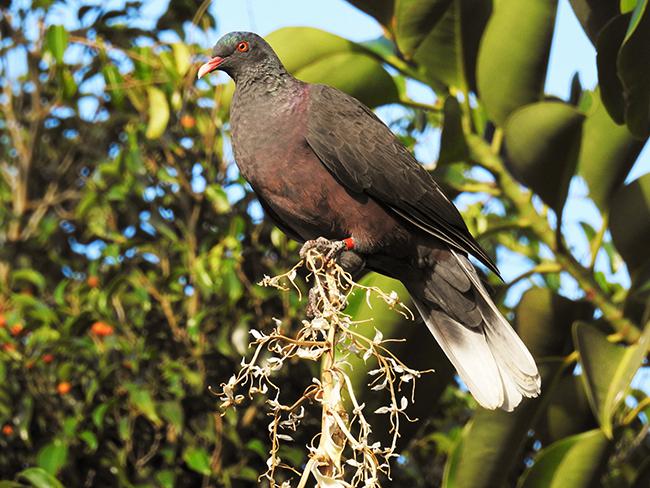 Paloma rabiche adulta liberada en Gran Canaria, con una anilla de color en una de sus patas que sirve para identificarla (foto: Eduardo Gómez).


