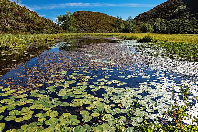 Laguna de Reconcos (Cangas del Narcea, Asturias), cubierta de un tapiz del nenúfar Nuphar luteum subsp. pumilum. Foto: Ignacio Fernández Villar.


