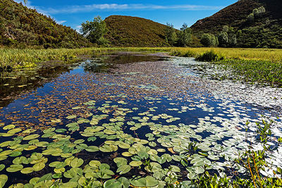 Laguna de Reconcos (Cangas del Narcea, Asturias), cubierta de un tapiz del nenúfar Nuphar luteum subsp. pumilum. Foto: Ignacio Fernández Villar.


