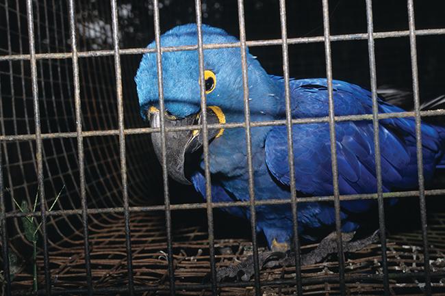 Guacamayo de Lear (Anodorhynchus leari), una especie que se va recuperando tras haber sido durante décadas muy buscada por los contrabandistas de fauna (foto: Traffic).


