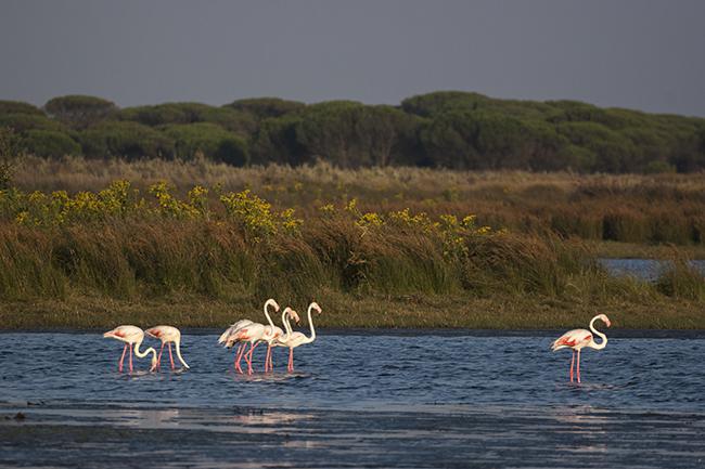 Grupo de flamencos en una zona inundada de Doñana (foto: Ugo Mellone).

