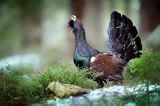 Macho de urogallo fotografiado en su cantadero (foto: Krasula / Shutterstock).


