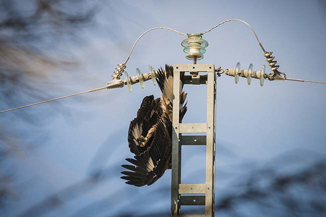 Un águila real cuelga sin vida del apoyo de un tendido eléctrico del término municipal de Tarazona de La Mancha (Albacete), tras haberse electrocutado. Foto: Juan A. Tabernero (jakometa).


