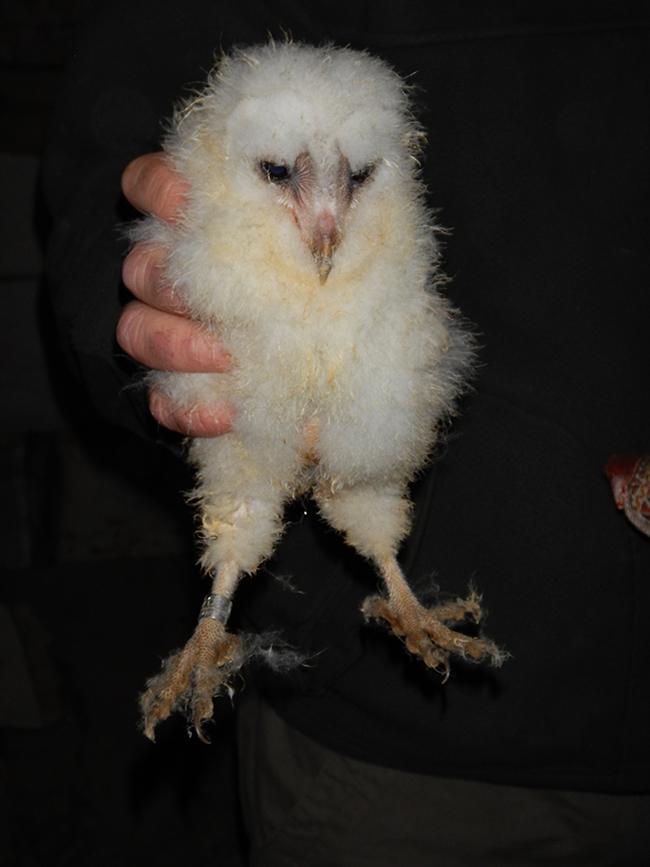 Un pollo de lechuza común en el momento de su reintroducción por el método de hacking en la Comunidad de Madrid (foto: Brinzal).

