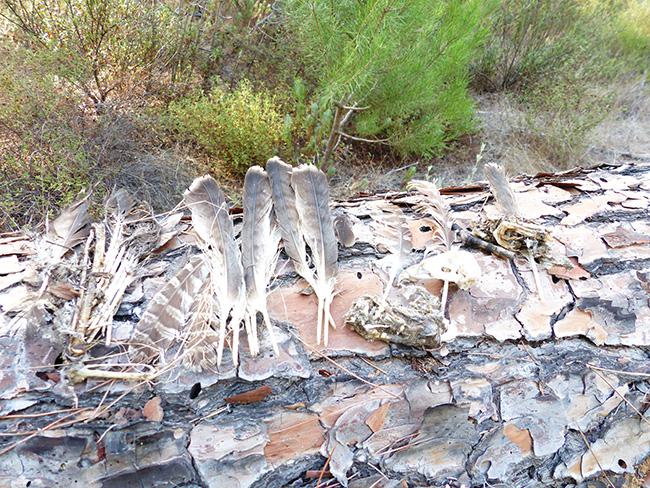 Desplumadero de búho real en Aznalcázar (Sevilla), donde pueden observarse plumas de águila calzada (foto: Alfonso Romero).

