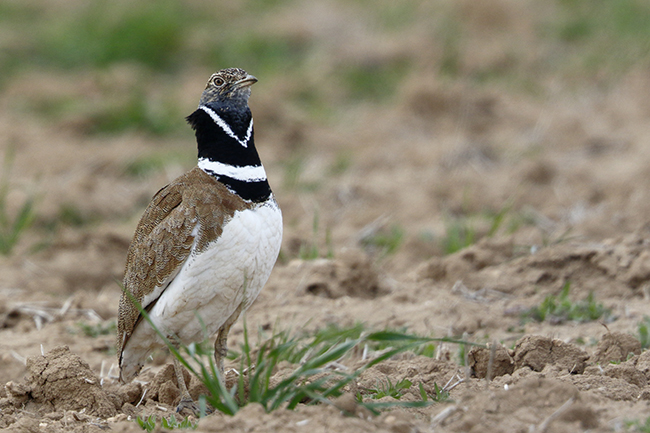 Macho de sisón común, una de las especies de aves esteparias más afectada por la intensificación agrícola (foto: Francisco C. Parody).


