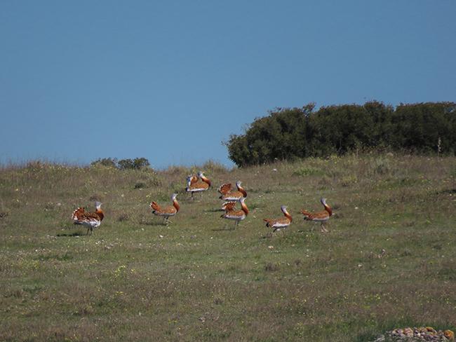 Grupo de machos de avutardas en el “lek este de Torrejón de Velasco”. Foto: Julio Martín de Eugenio.

